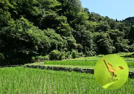 『多摩の里山見本園』の四季 7月_03