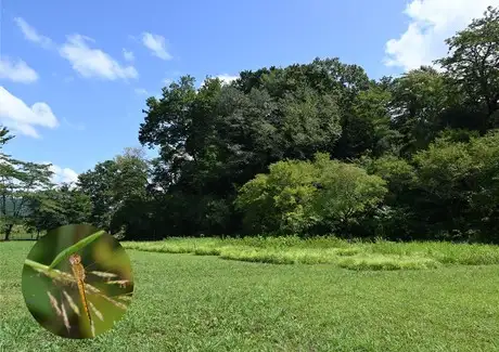 『多摩の里山見本園』の四季 8月_02