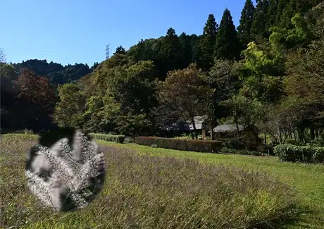 『多摩の里山見本園』の四季 10月_01