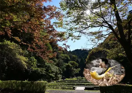 『多摩の里山見本園』の四季 10月_02