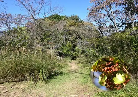 『多摩の里山見本園』の四季 10月_03