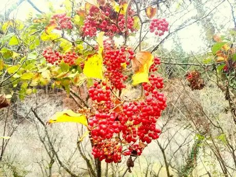 11月の見どころ（18日）「晩秋の植物たち」_01