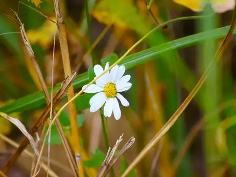 11月の見どころ（18日）「晩秋の植物たち」_03