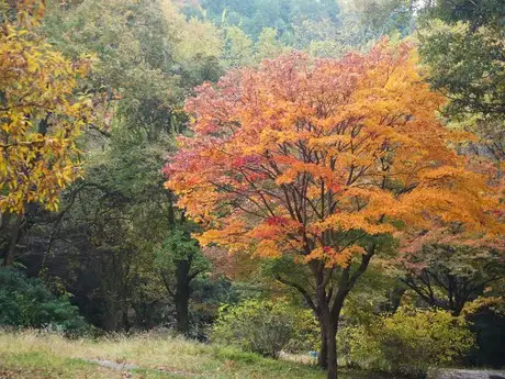 11月の見どころ（18日）「晩秋の植物たち」_04