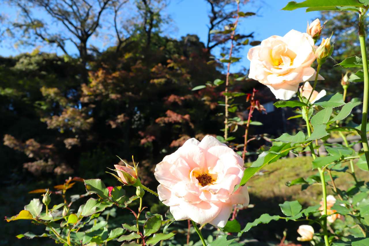 バラと紅葉が一緒に見られます