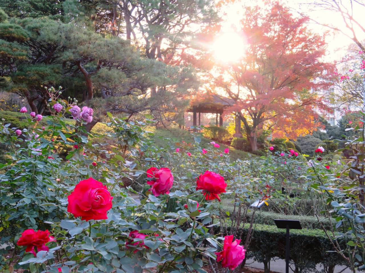 旧古河庭園20231030バラ園下段