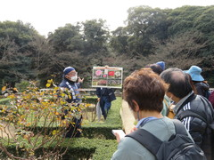 旧古河庭園230219親方と歩こう②(5)-thumb-240xauto-111305