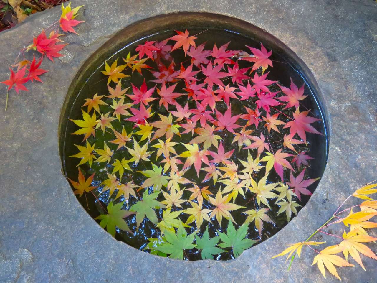 旧古河庭園231206手水鉢