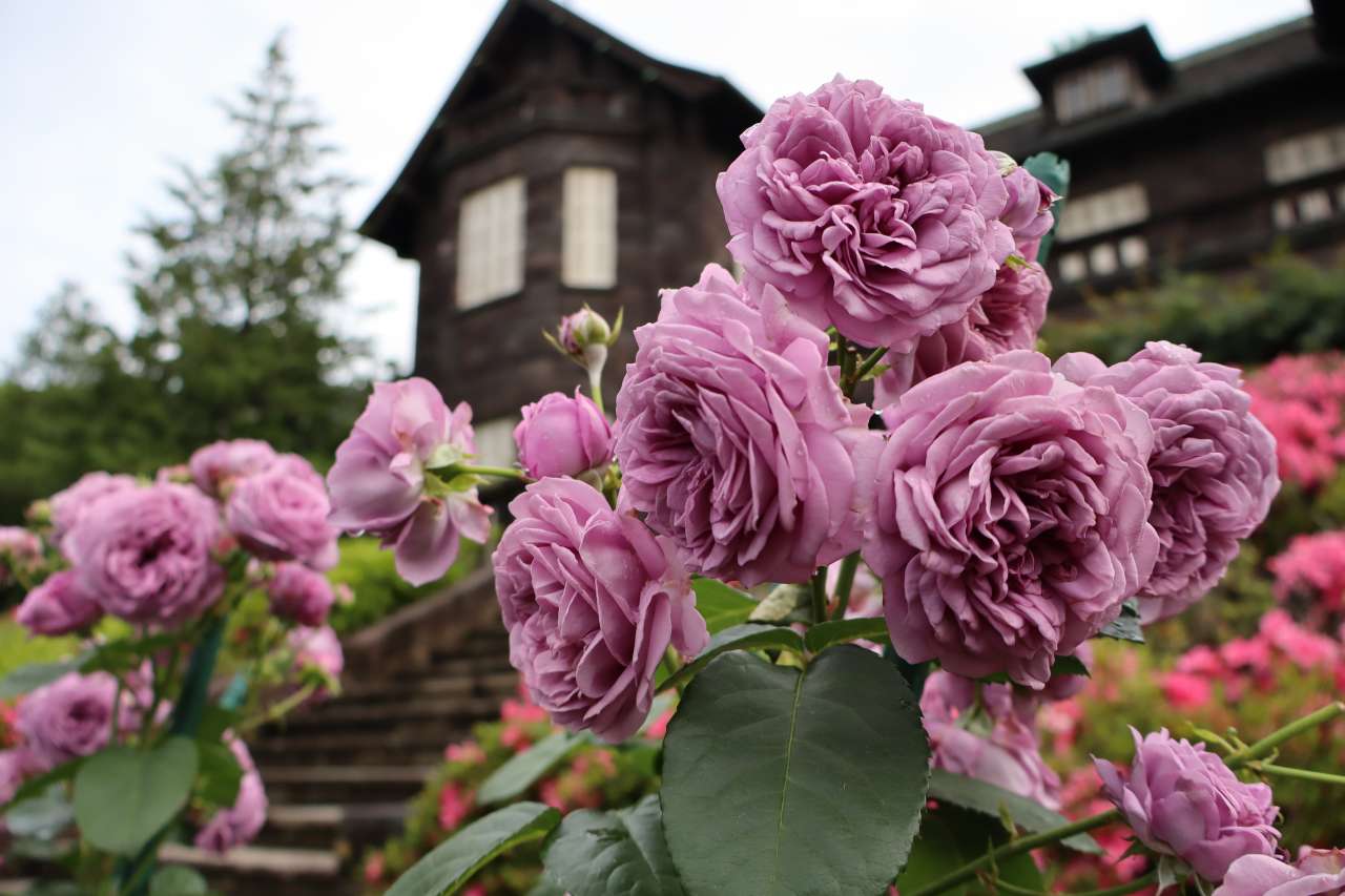 旧古河庭園240602カインダ・ブルー