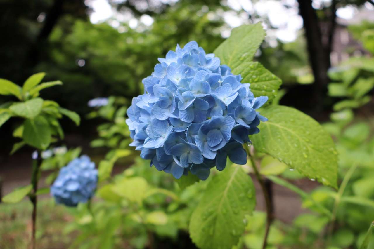 旧古河庭園240603アジサイ