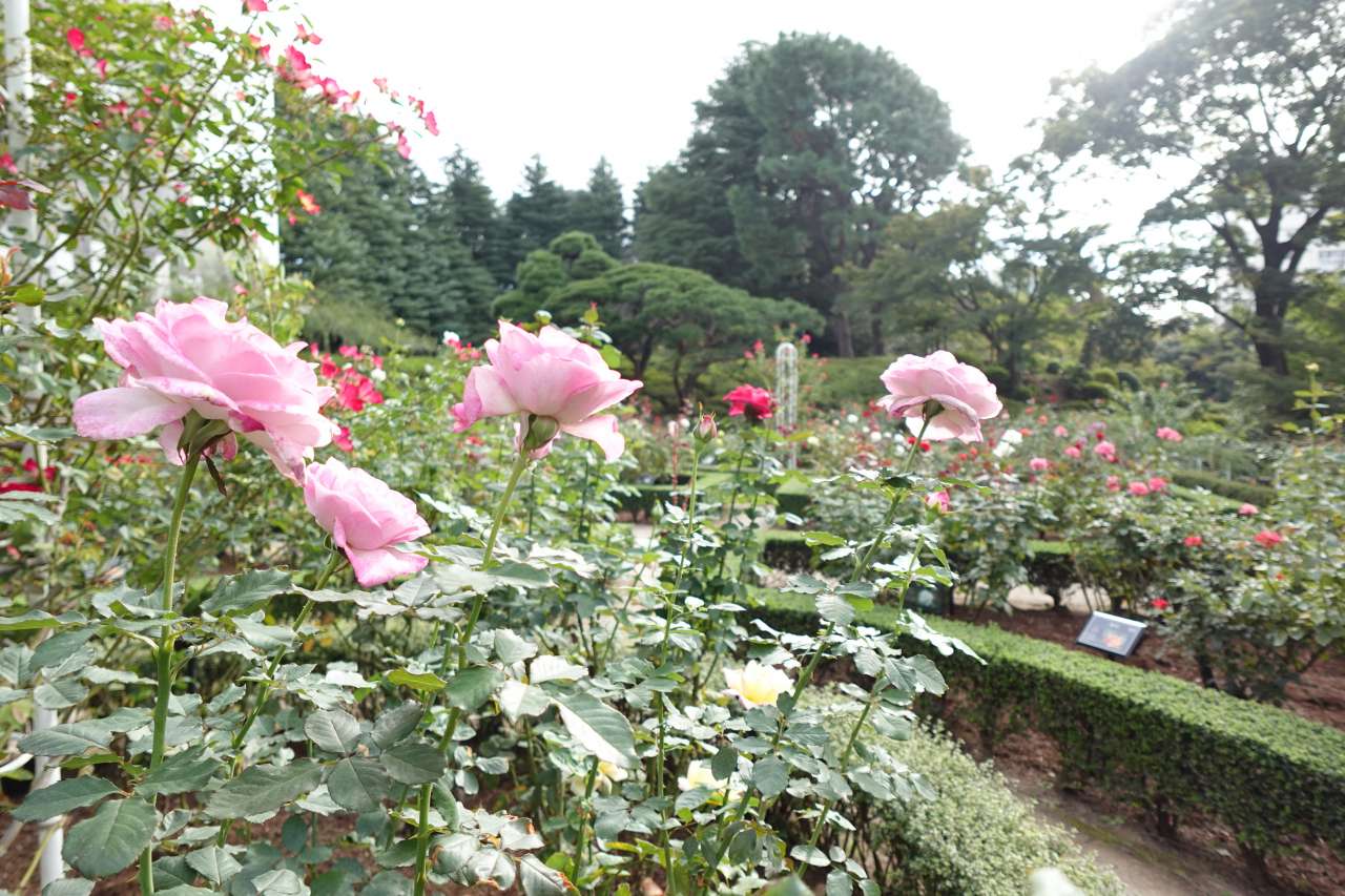 旧古河庭園241022ライラック・ビューティー