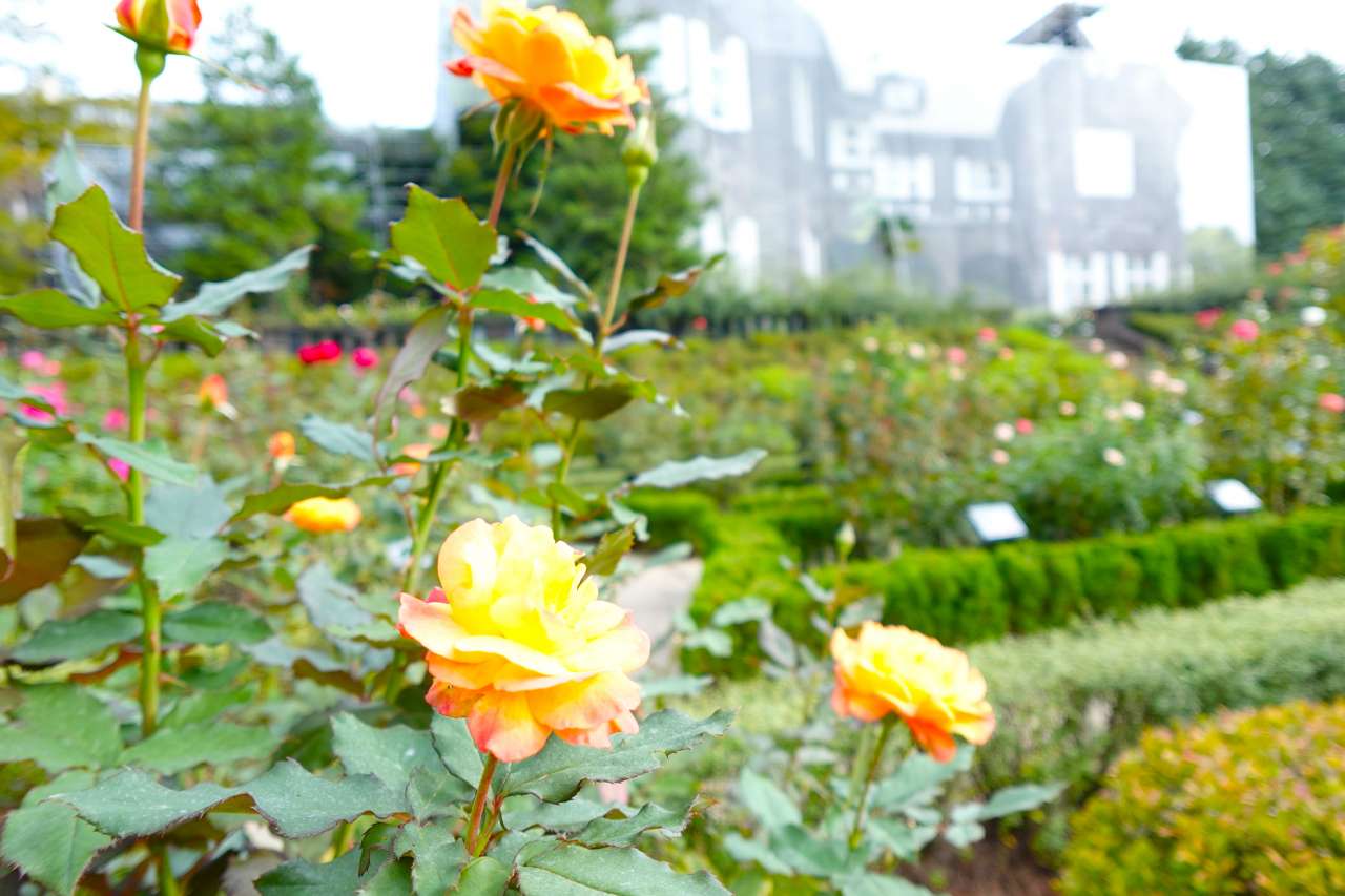 旧古河庭園241022リオ・サンバ