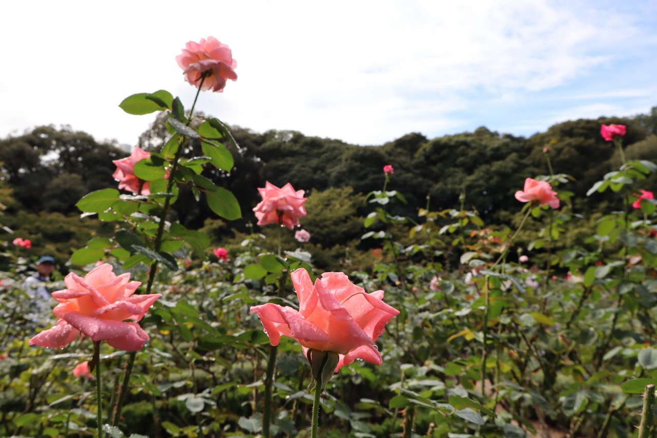 旧古河庭園241030ソニア
