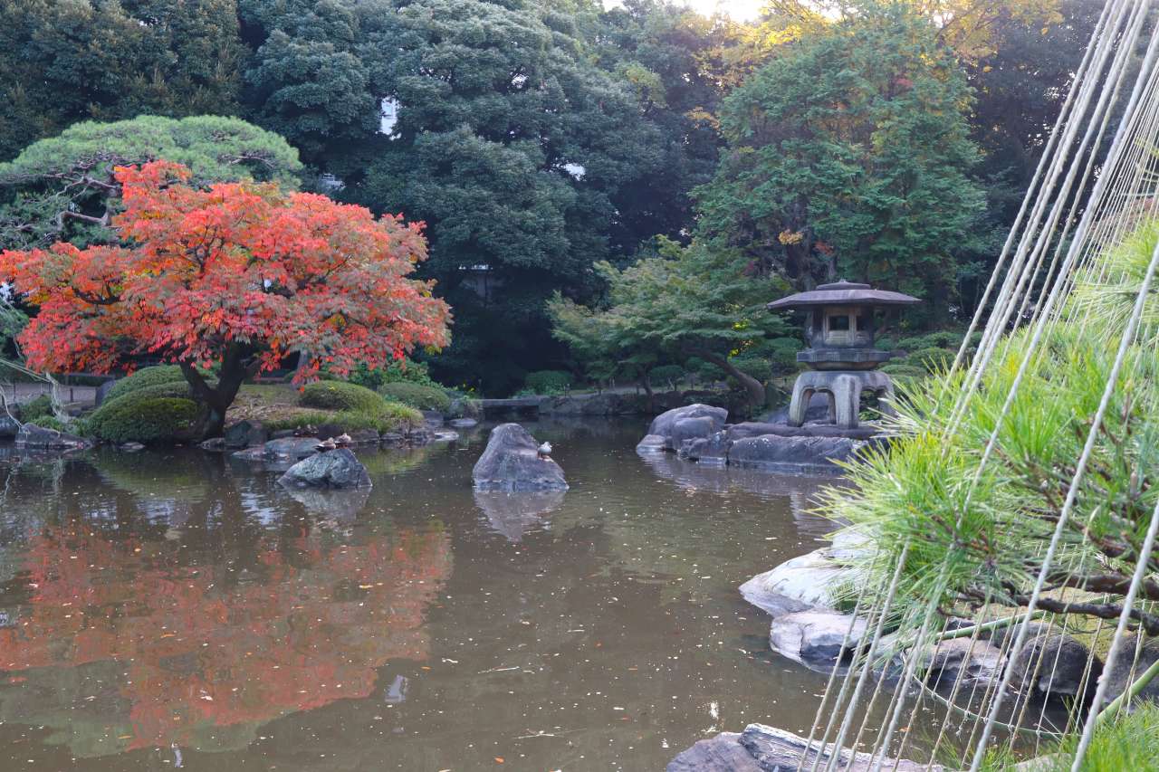 旧古河庭園241114ハゼ