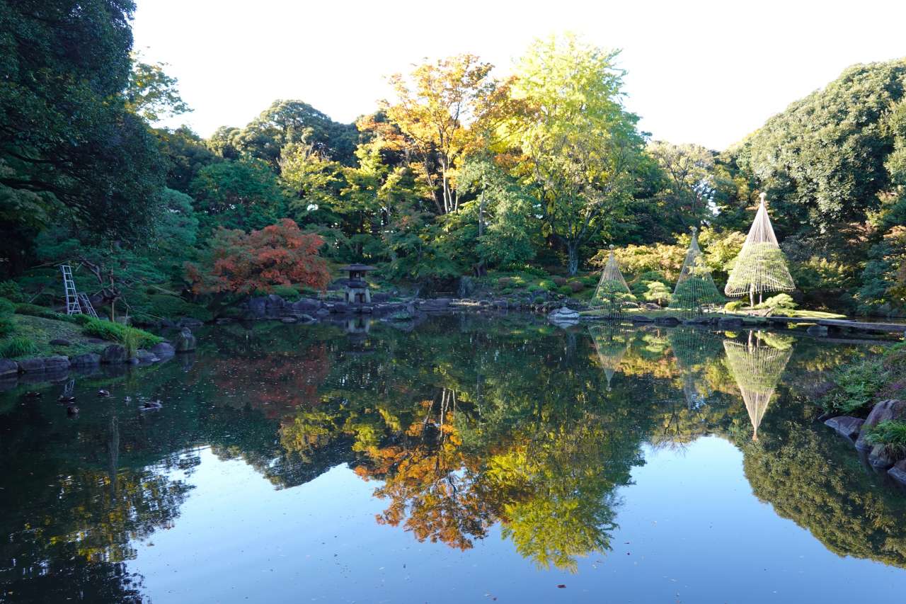 旧古河庭園241114日本庭園