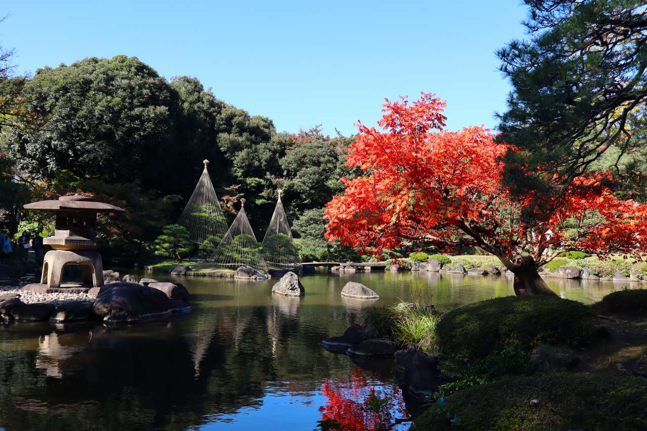 旧古河庭園241118ハゼ紅葉 (2)