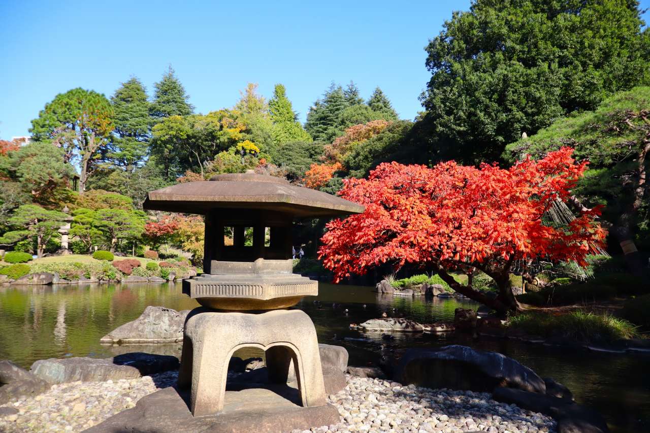 旧古河庭園241118ハゼ紅葉
