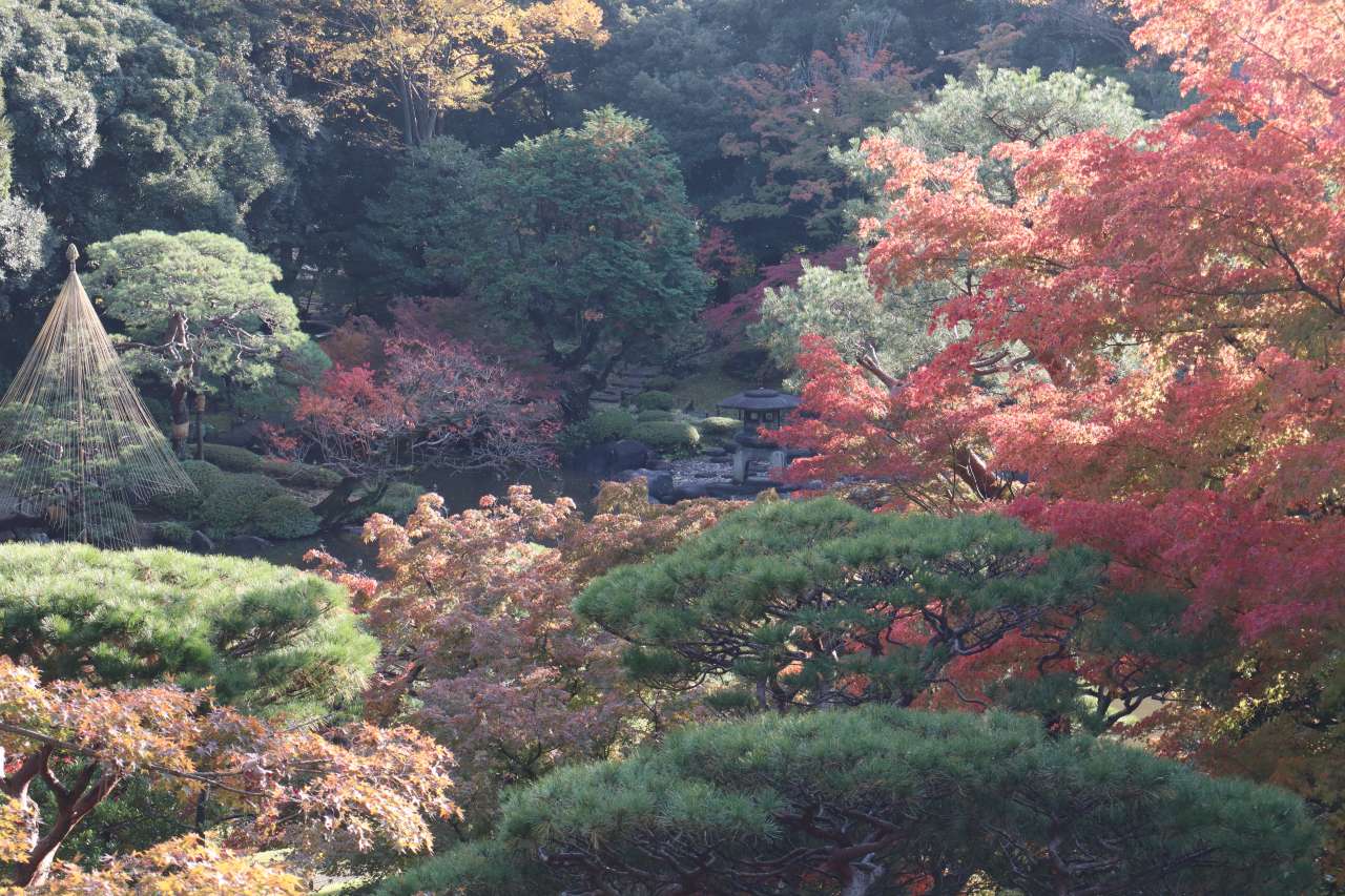 旧古河庭園241127展望台からの眺め