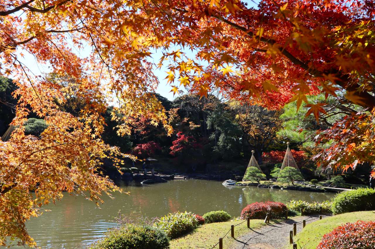 旧古河庭園241130大滝付近からの紅葉