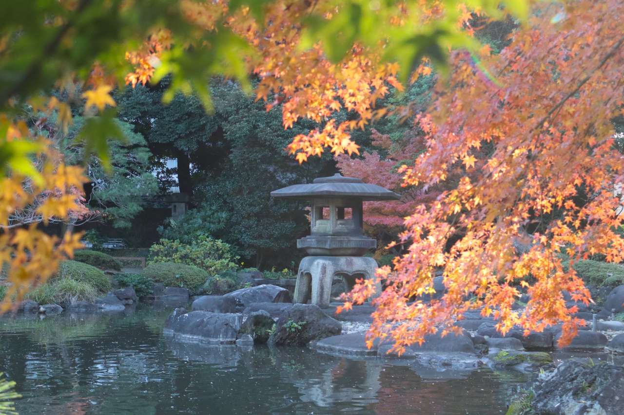 旧古河庭園241130梅林付近からの紅葉 (2)