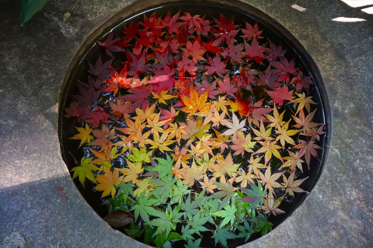 旧古河庭園241201手水鉢