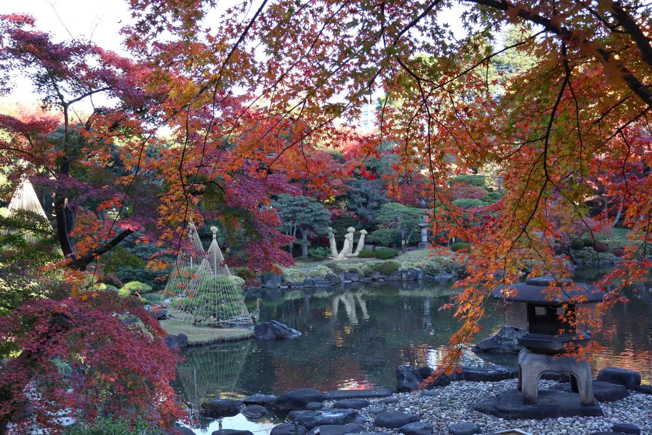 旧古河庭園241201見晴台からの紅葉 