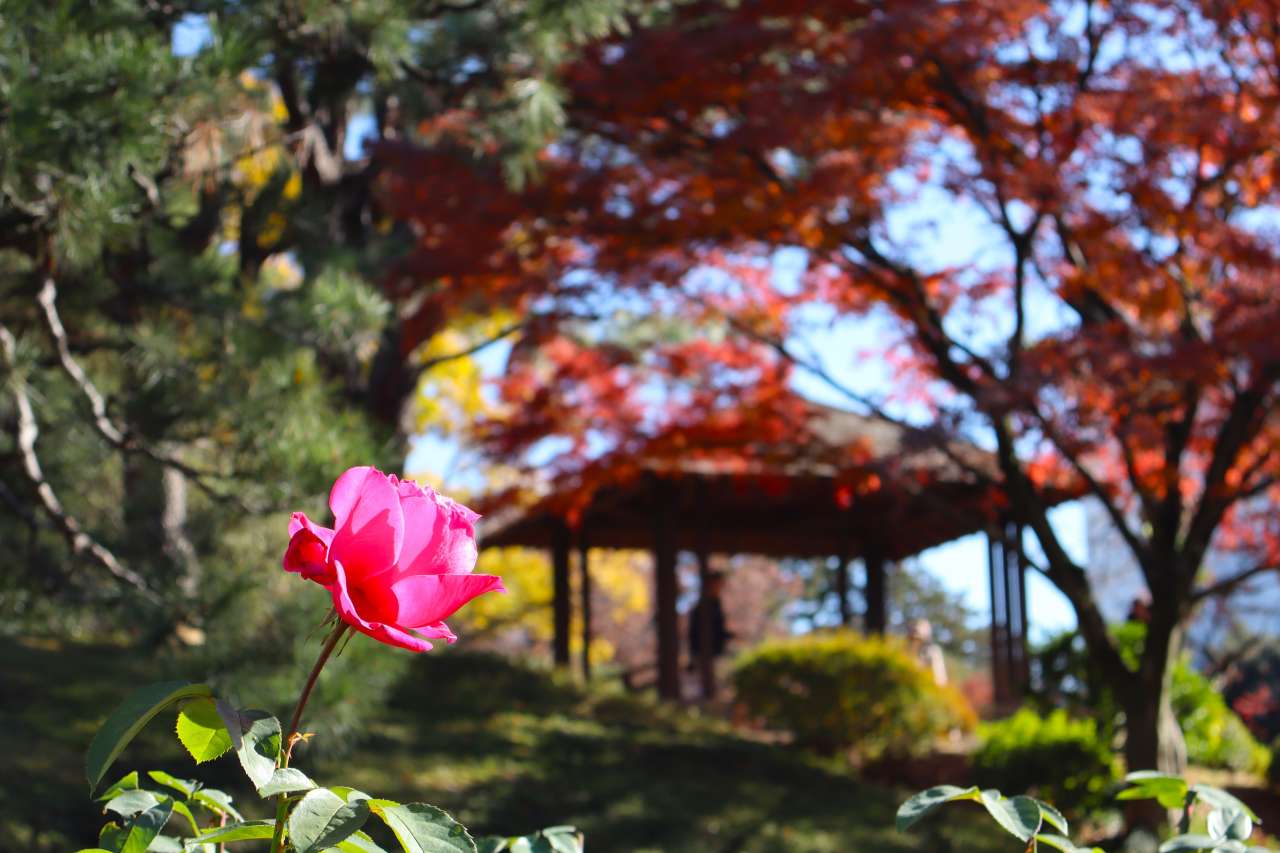 旧古河庭園241206バラと紅葉