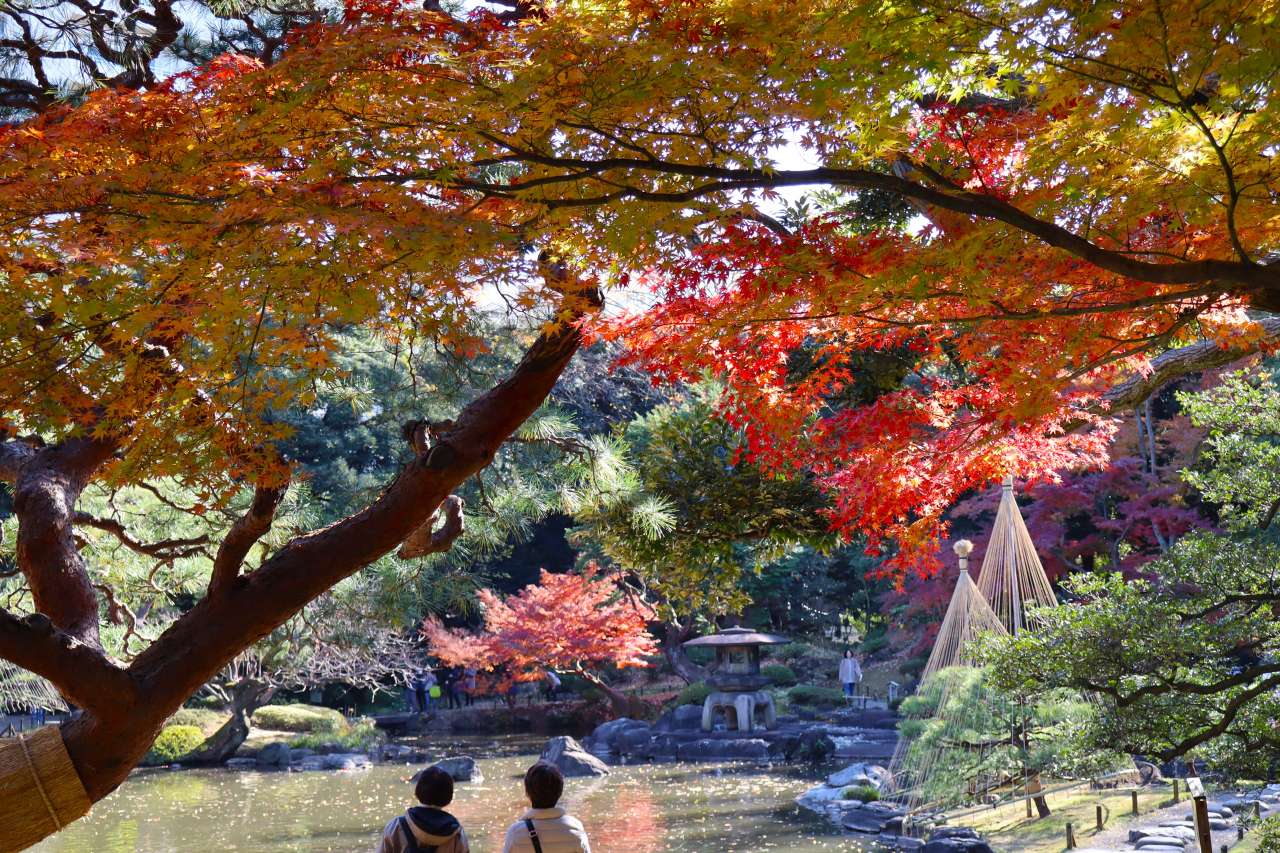 旧古河庭園241206紅葉のトンネル
