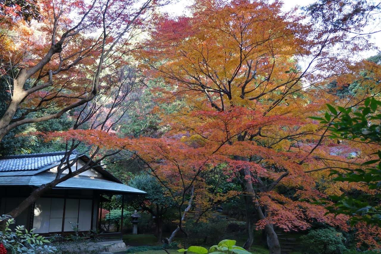 旧古河庭園241206茶庭