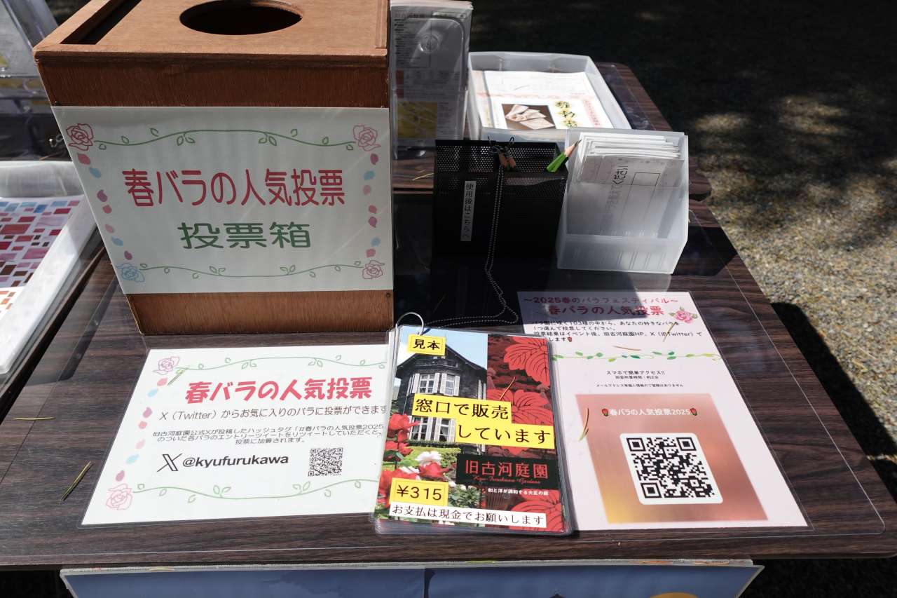 旧古河庭園250429春のバラフェスティバル (10)