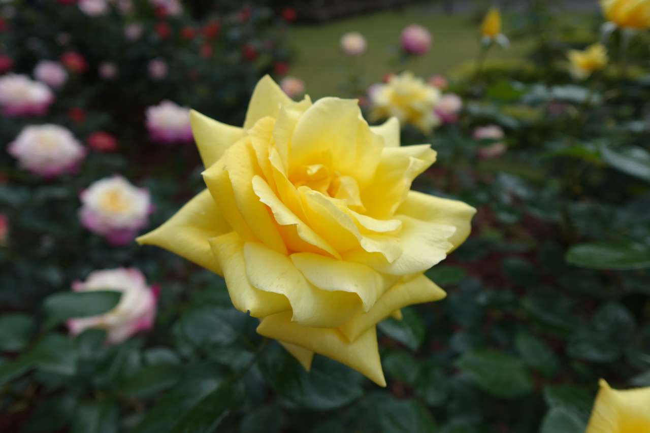 旧古河庭園250511ランドラ