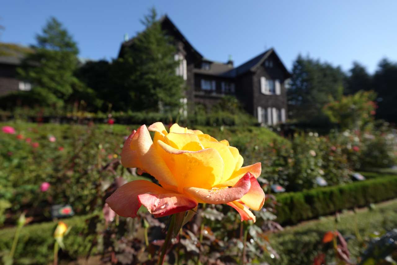 旧古河庭園251017リオサンバ
