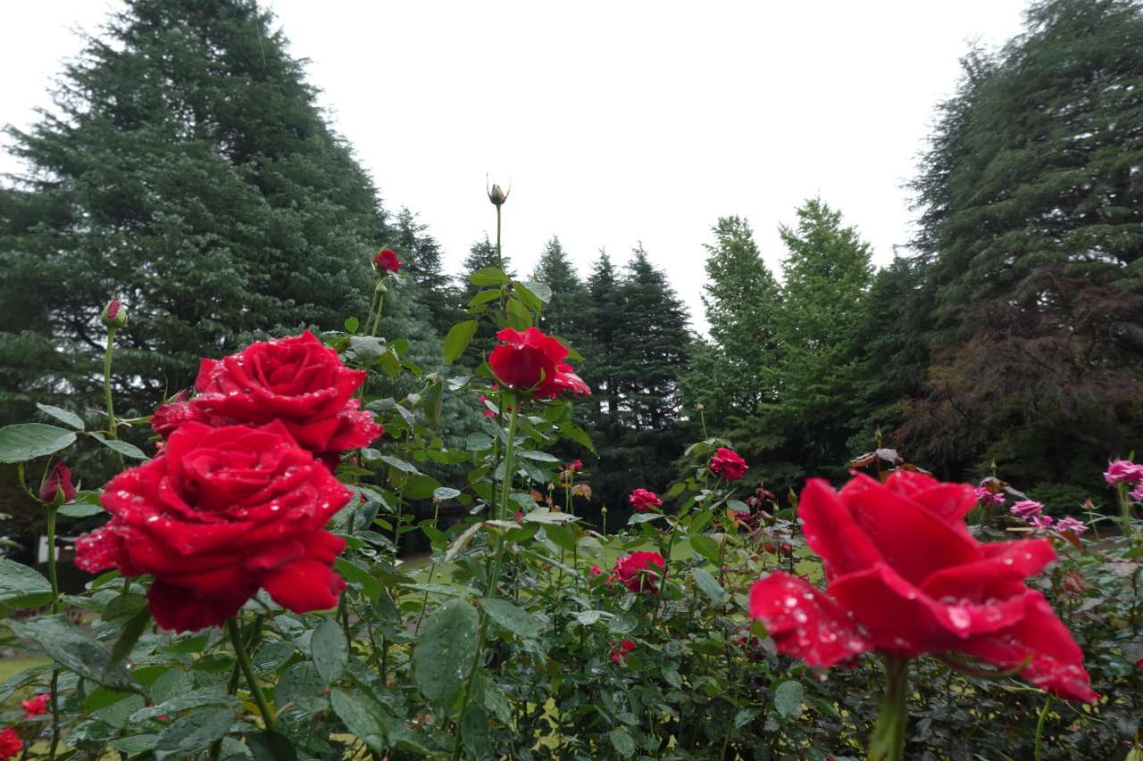 旧古河庭園251022乾杯