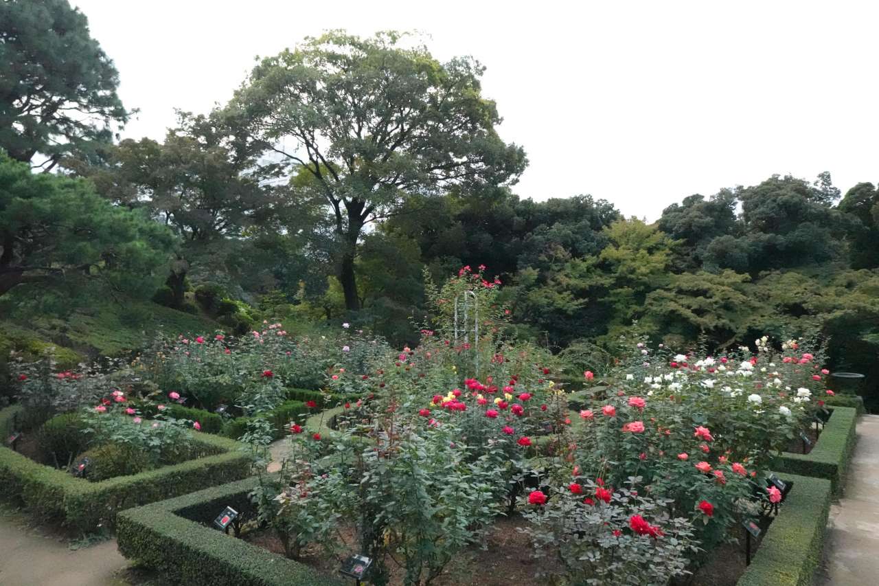 旧古河庭園251024バラ園 (1)