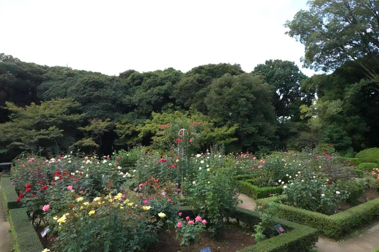 旧古河庭園251024バラ園 (2)