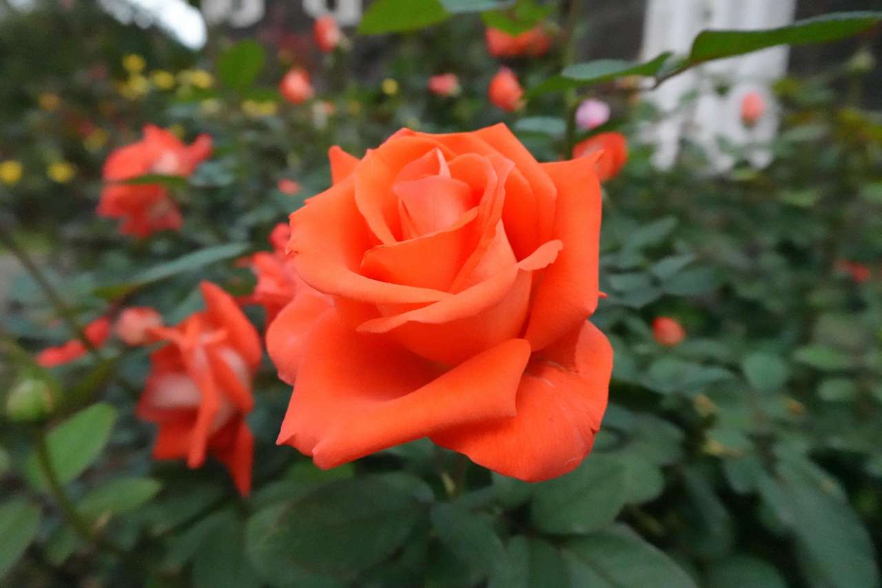 旧古河庭園251024ローラ