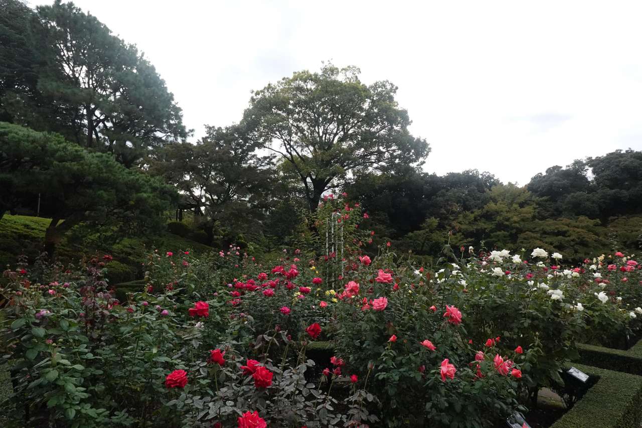 旧古河庭園251027バラ園の様子 (6)