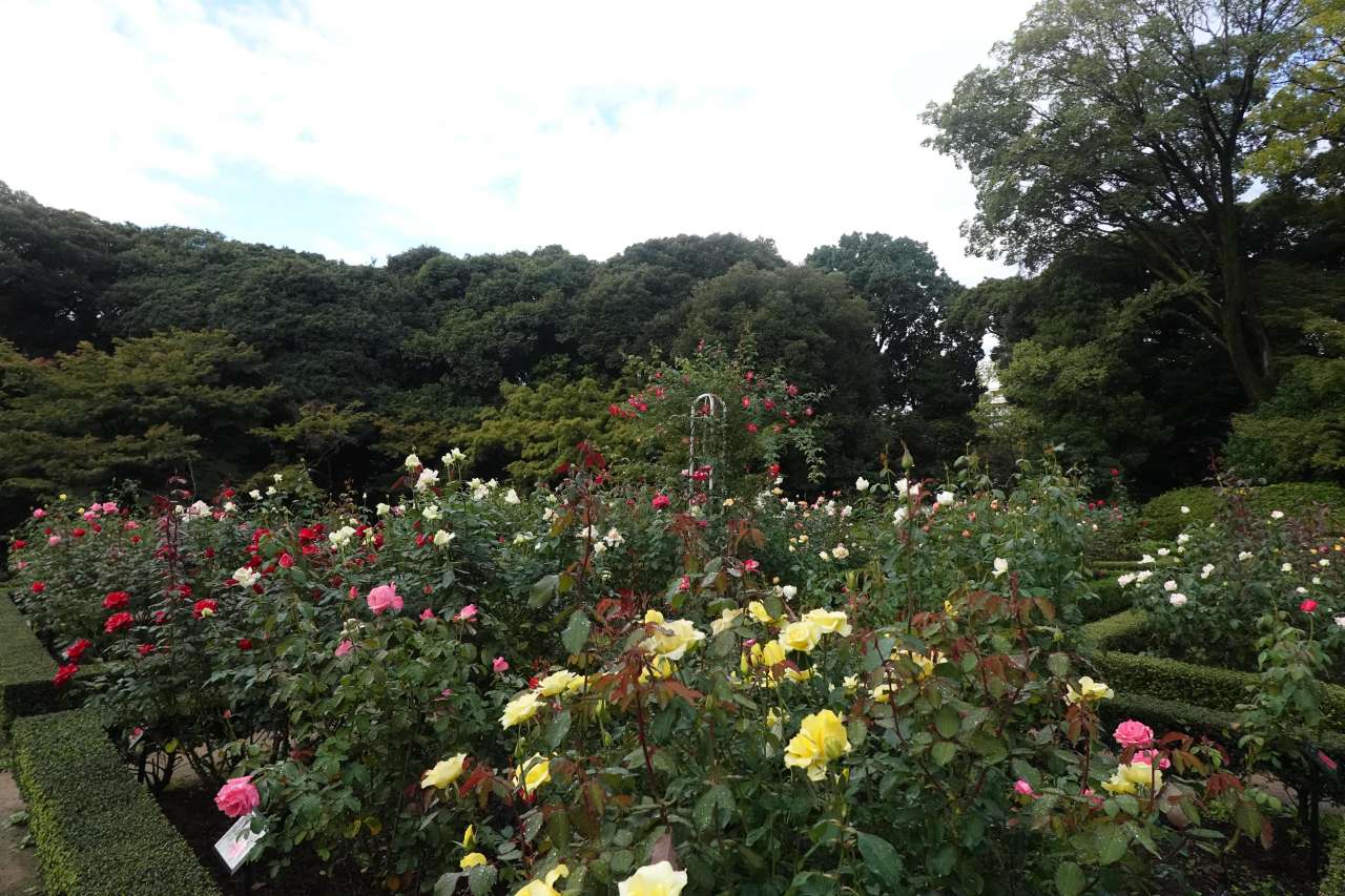 旧古河庭園251027バラ園の様子 (7)