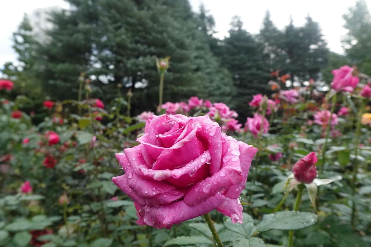 旧古河庭園251027紫雲 (2)