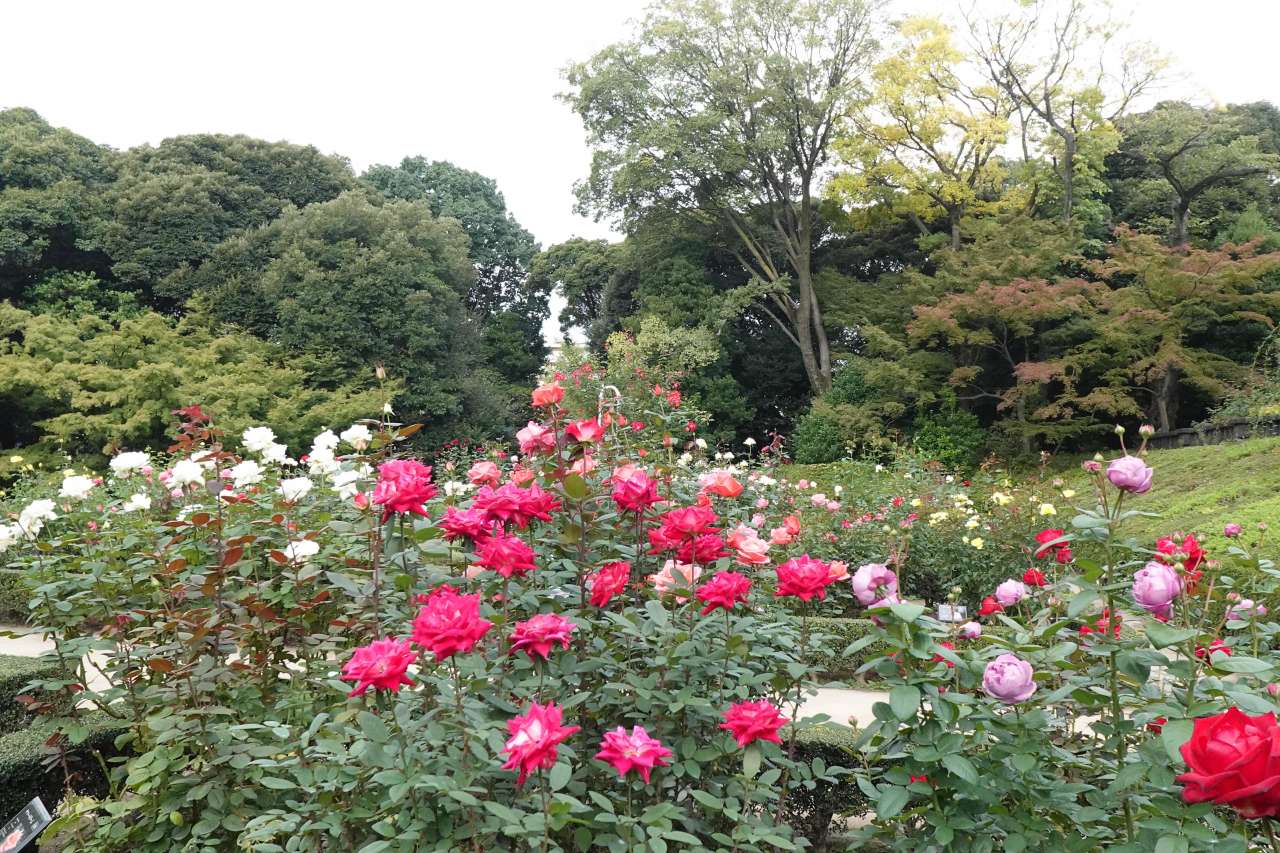 旧古河庭園251031バラ園の様子 (2)
