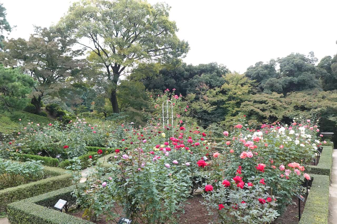 旧古河庭園251031バラ園の様子 (3)