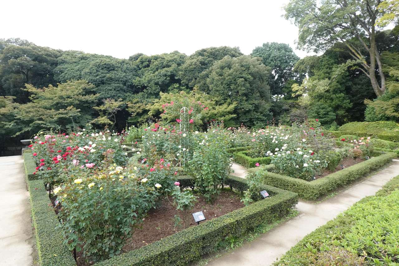 旧古河庭園251031バラ園の様子