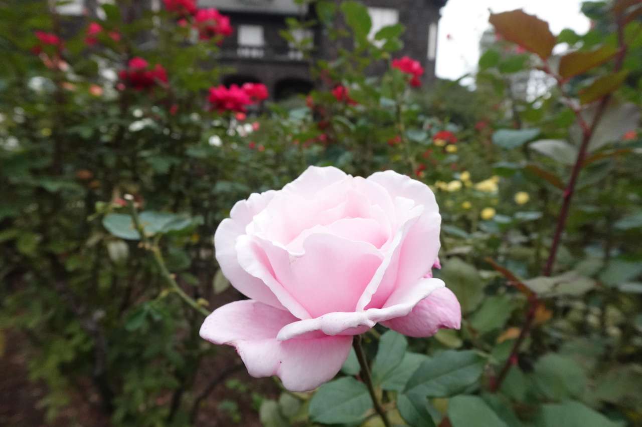 旧古河庭園251031春芳