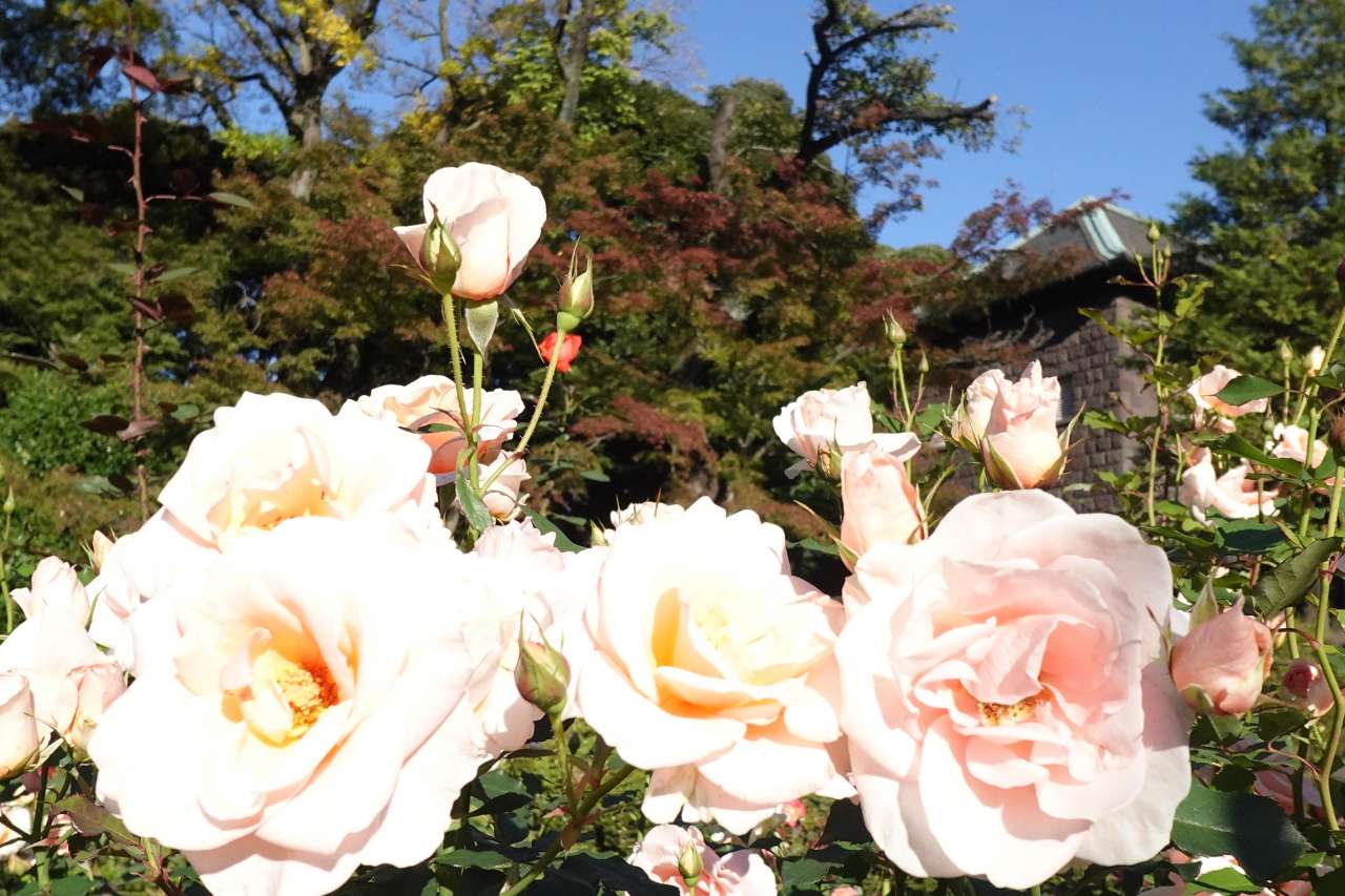 旧古河庭園251104琴音