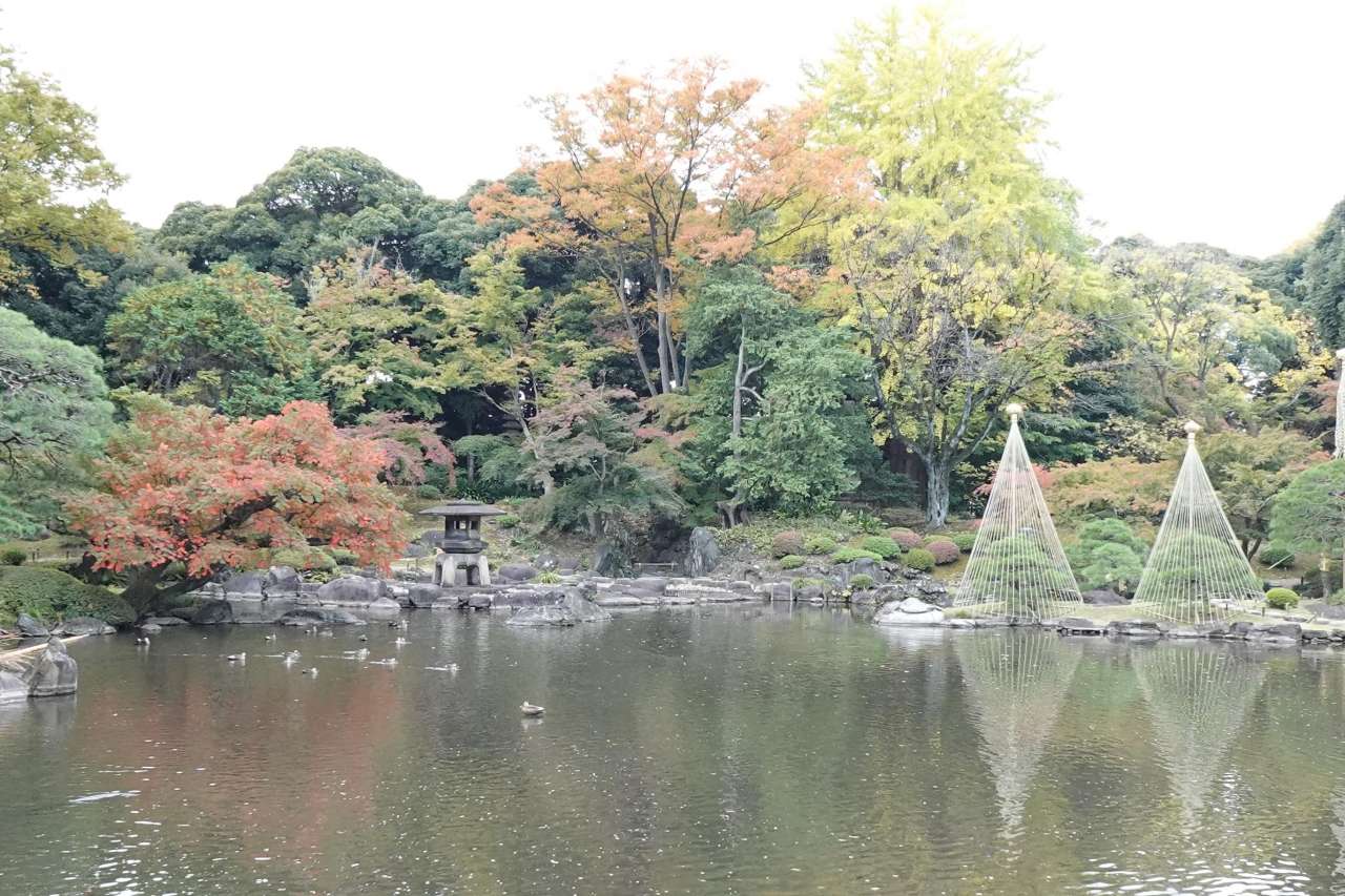 旧古河庭園251108日本庭園 (7)