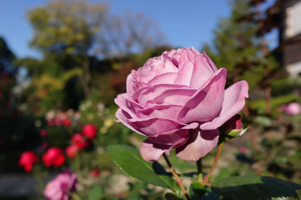 旧古河庭園251114カインダブルー (2)