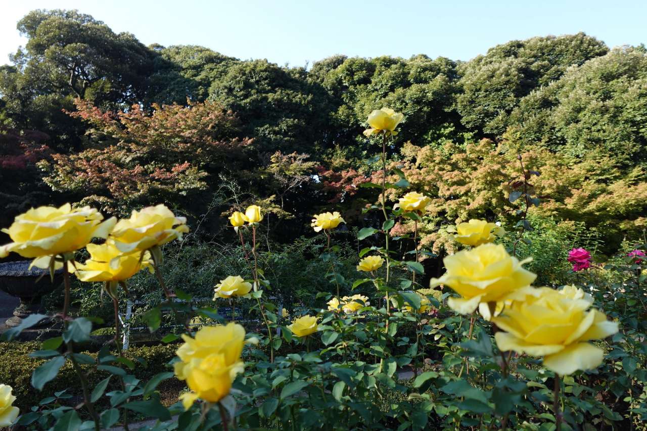 旧古河庭園251114ゴールデンメダイヨン
