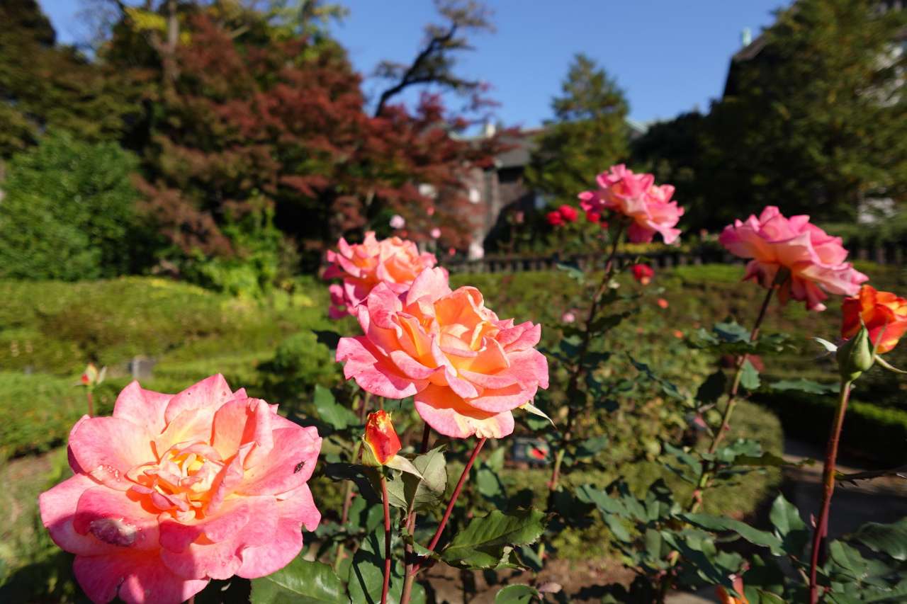 旧古河庭園251114リオサンバ (1)