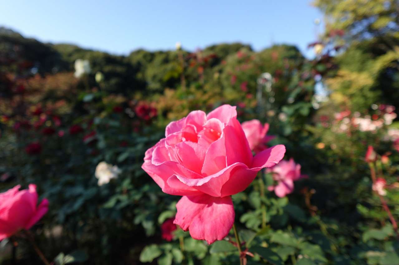 旧古河庭園251114芳純