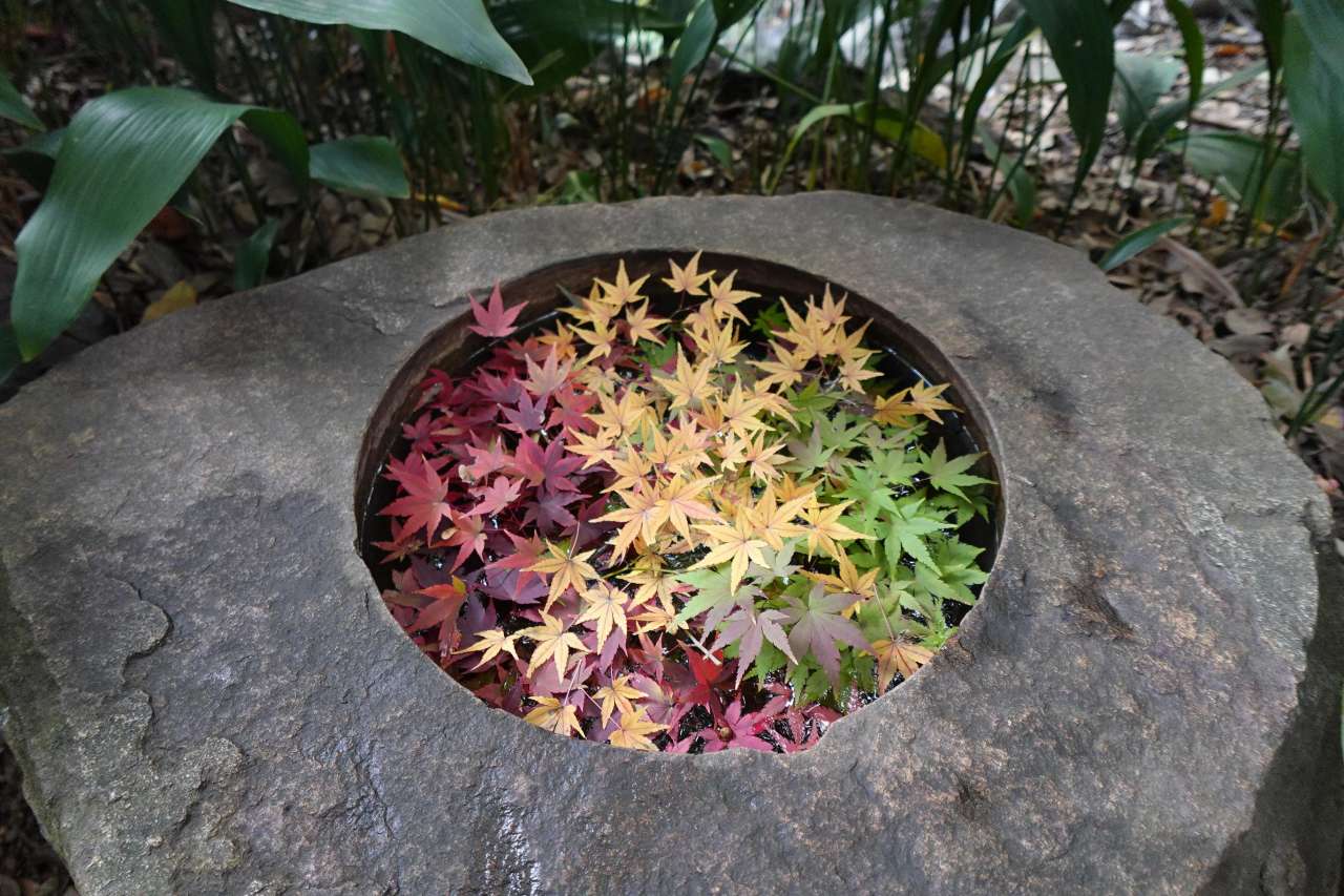 旧古河庭園251115手水鉢 (2)